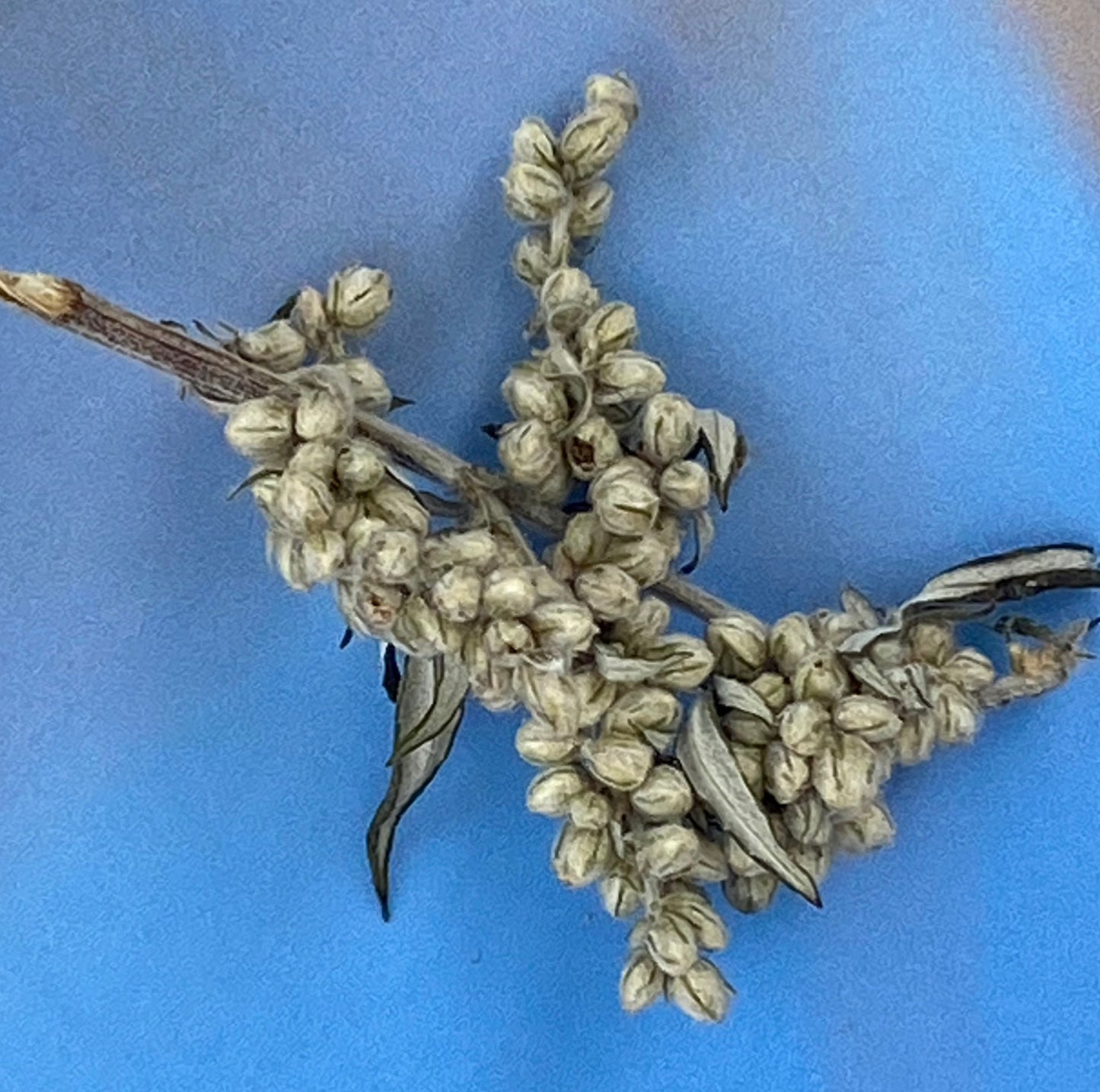 Dunes' Kiss Silber mit Muschel und Seestern